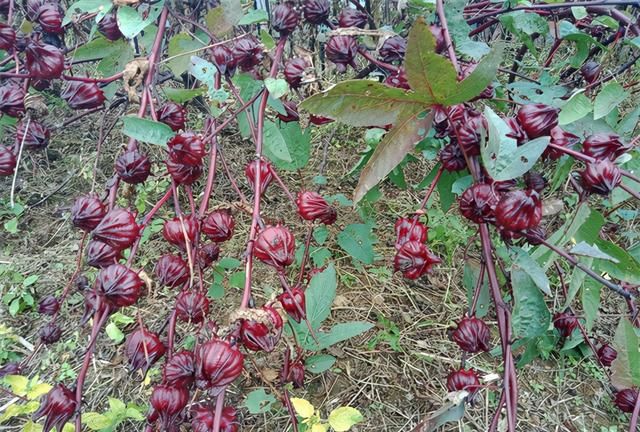 洛神花也叫“红桃K”(洛神花孕妇可以喝吗)图1