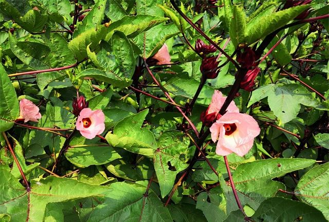 洛神花也叫“红桃K”(洛神花孕妇可以喝吗)图2