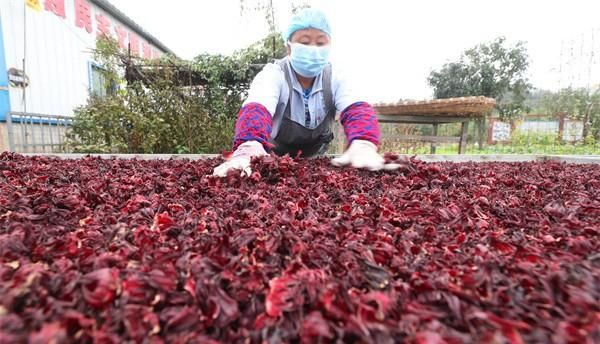 洛神花也叫“红桃K”(洛神花孕妇可以喝吗)图3