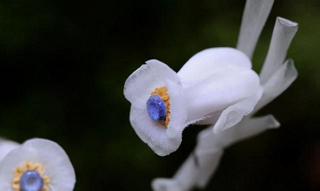 冥界之花“水晶兰”的介绍，水晶兰生长在哪里？图2