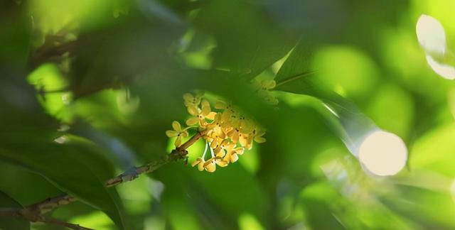 白果挂枝、桂花飘香、合欢扇开：初秋美景不可错过图2