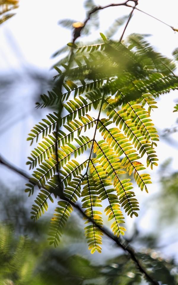 白果挂枝、桂花飘香、合欢扇开：初秋美景不可错过图9