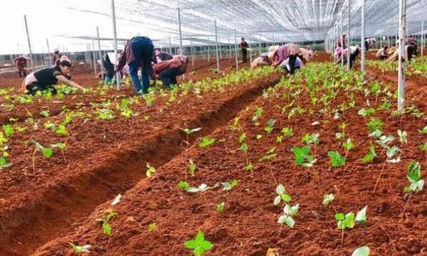 平安树的养殖方法：花卉栽培技术｜花卉定植方法图1