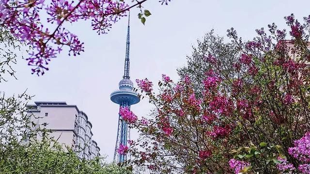 丁香花的样子图片,你去看过哈尔滨街头的丁香花吗图3