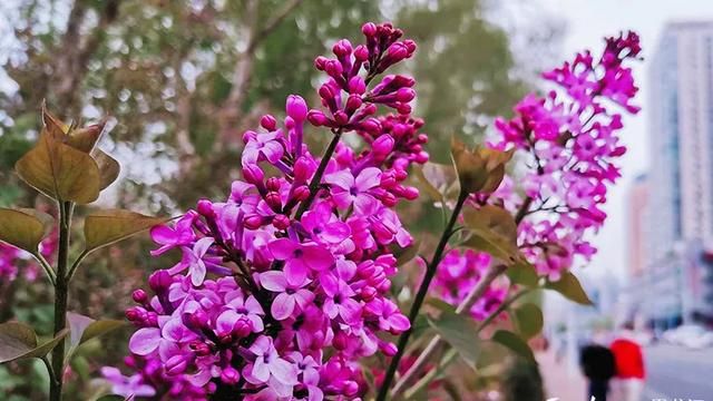 丁香花的样子图片,你去看过哈尔滨街头的丁香花吗图9