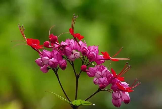 龙吐珠图片，龙吐珠的球状花蕾, 龙吐珠花怎么养图8