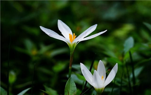白花葱兰花语，风雨兰的生长特性图16