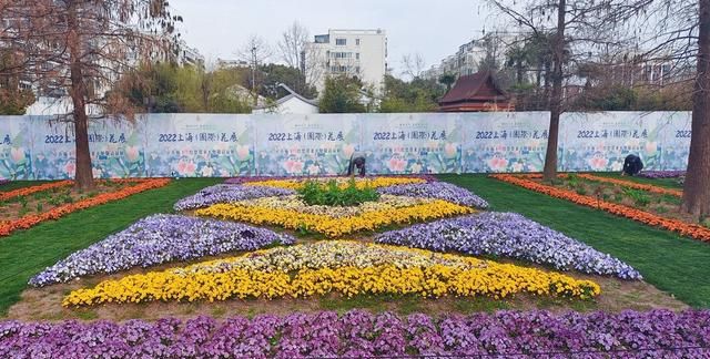 上海植物园开放户外园区(上海白玉兰)图4
