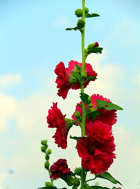 蜀葵花种子种植方法, 蜀葵花的功效与作用图5