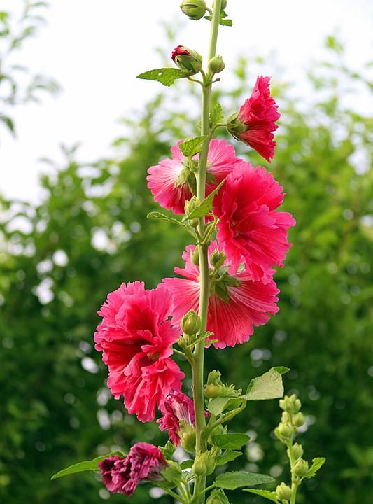 蜀葵花种子种植方法, 蜀葵花的功效与作用图7