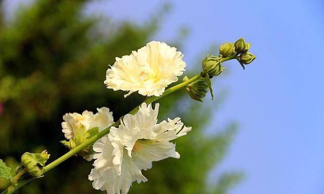 蜀葵花种子种植方法, 蜀葵花的功效与作用图16