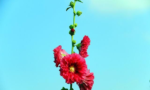 蜀葵花种子种植方法, 蜀葵花的功效与作用图18