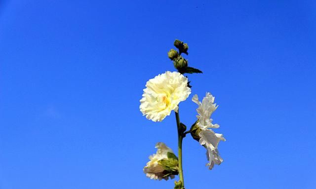 蜀葵花种子种植方法, 蜀葵花的功效与作用图19