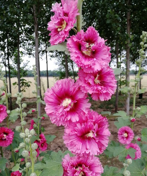 蜀葵花种子种植方法, 蜀葵花的功效与作用图23