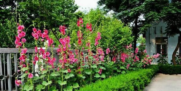 蜀葵花种子种植方法, 蜀葵花的功效与作用图25