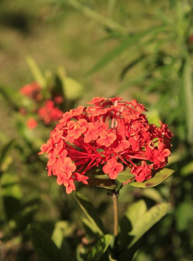 龙船花的生长习性(龙船花冬季叶子枯萎了要不要把枝子修整一下)图14