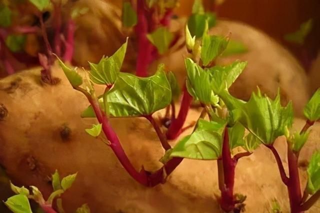 发了芽的土豆要怎么处理才能吃，你真的知道吗？