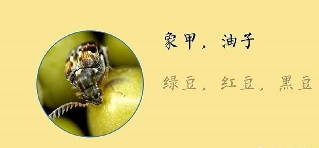 怎么防止大米里面生虫子呢，大米里面有米象虫怎么清理？图3