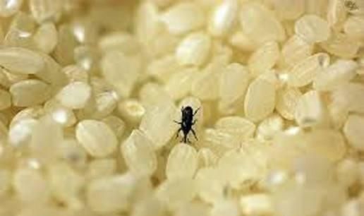 怎么防止大米里面生虫子呢，大米里面有米象虫怎么清理？图5