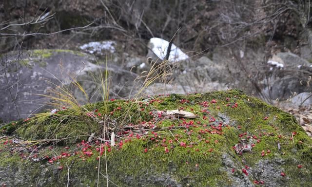 伊河源头，石头和水的风景，绿苔藓红茱萸点缀，有缘能捡到黄蜡石