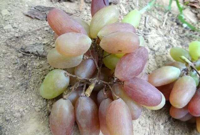 葡萄到了成熟季节果根干枯果子掉落，葡萄又酸不能吃，怎么防治病害图1