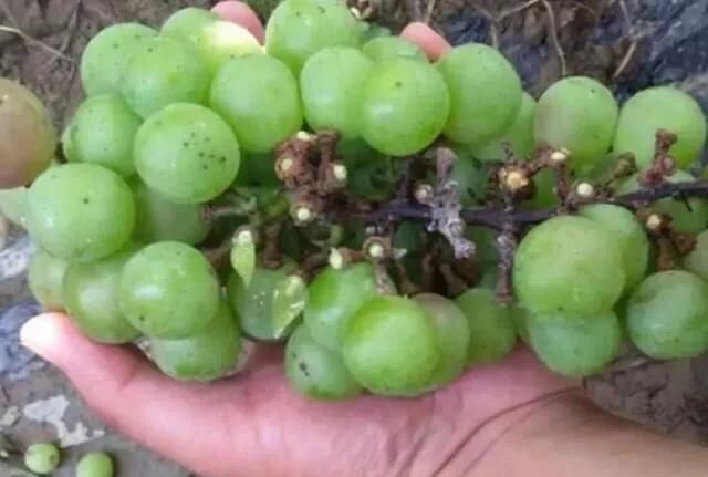 葡萄到了成熟季节果根干枯果子掉落，葡萄又酸不能吃，怎么防治病害图2