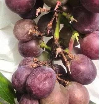 葡萄到了成熟季节果根干枯果子掉落，葡萄又酸不能吃，怎么防治病害图3