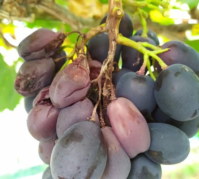 葡萄到了成熟季节果根干枯果子掉落，葡萄又酸不能吃，怎么防治病害图5