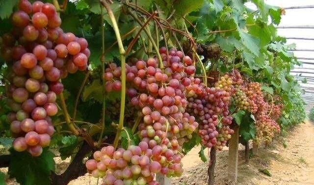 葡萄到了成熟季节果根干枯果子掉落，葡萄又酸不能吃，怎么防治病害图6