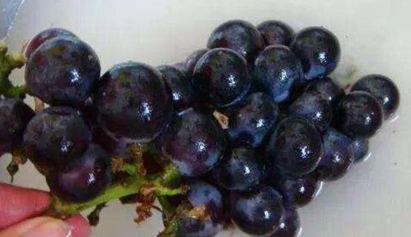 葡萄到了成熟季节果根干枯果子掉落，葡萄又酸不能吃，怎么防治病害图7