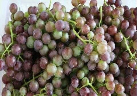 葡萄到了成熟季节果根干枯果子掉落，葡萄又酸不能吃，怎么防治病害图8