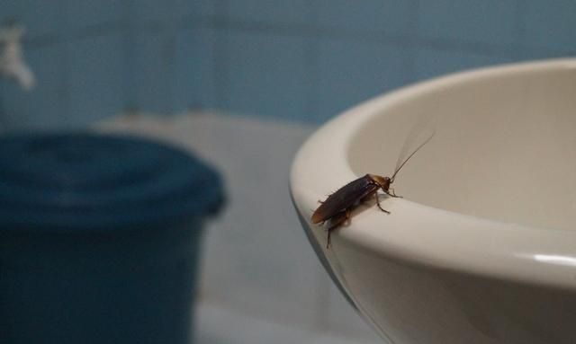 家里什么地方是蟑螂最喜欢的，该怎样消灭蟑螂？图2