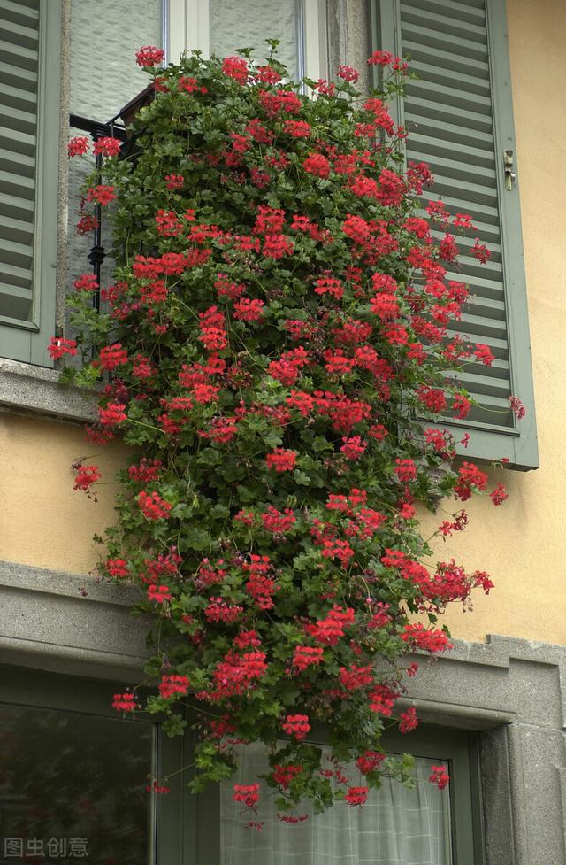 存活率高的耐晒植物：时令花卉类和藤本植物类图3