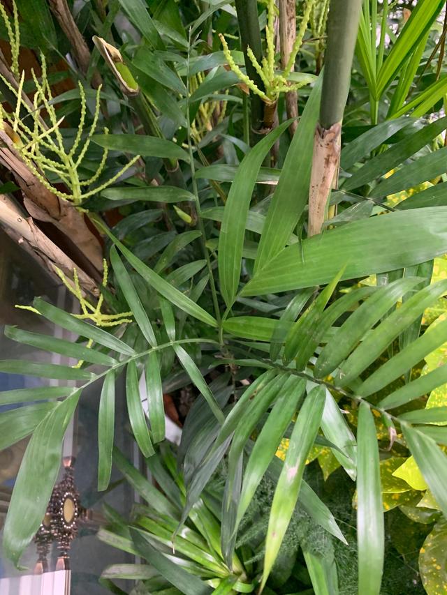 家庭种植袖珍椰子总是烂根怎么解决呢？图3
