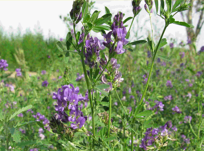 紫花苜蓿的生长期和种植月份
