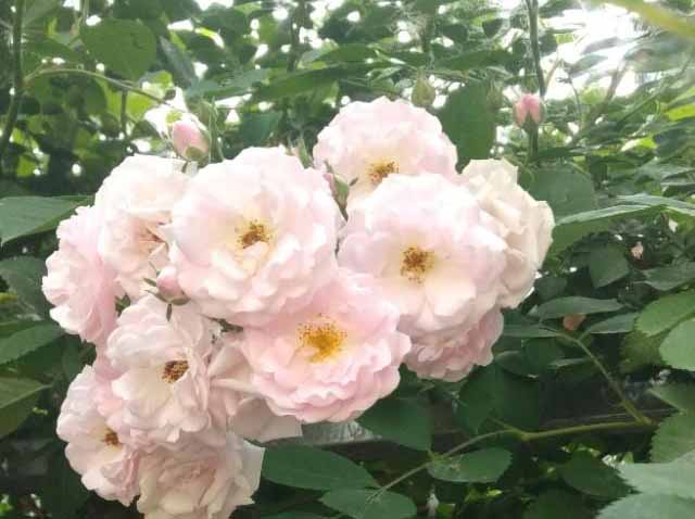 室内栽养蔷薇花所具备什么环境条件？