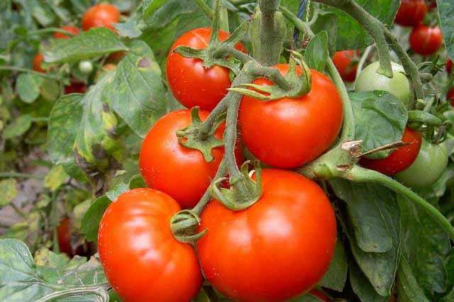 西红柿枯萎病怎么拯救？