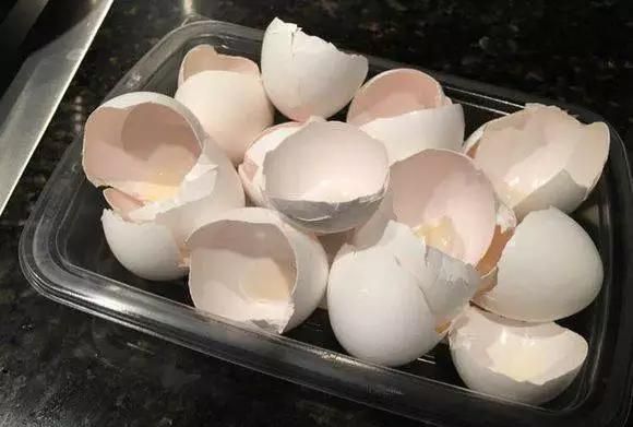 鸡蛋壳如何沤土？鸡蛋壳加醋怎么做？图5