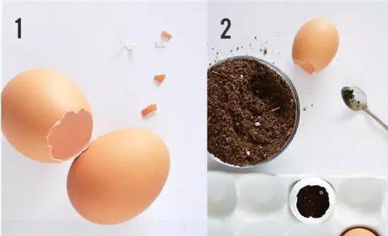 鸡蛋壳如何沤土？鸡蛋壳加醋怎么做？图16
