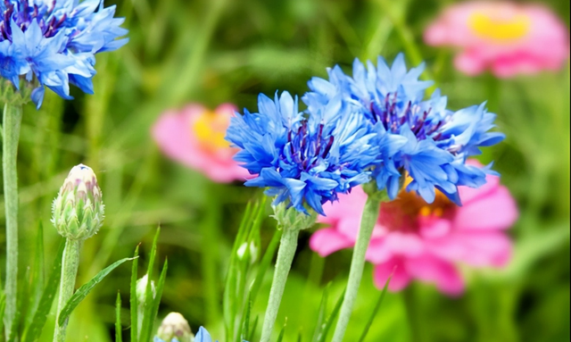 矢车菊，花大艳丽，颜色丰富多样，耐寒好养活，三月开春就能种植