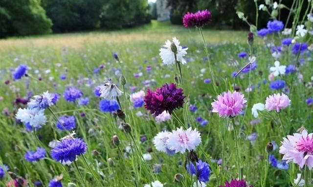 矢车菊，花大艳丽，颜色丰富多样，耐寒好养活，三月开春就能种植