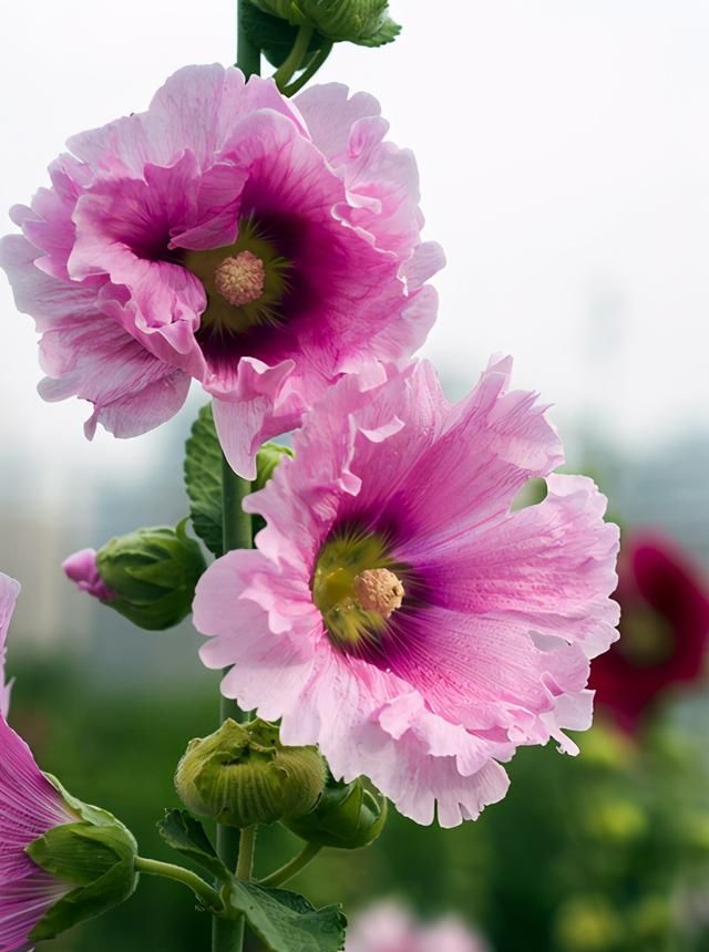 5种高颜值美花的花语，它们传奇的故事，你听过吗？