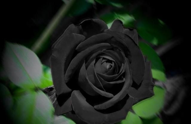 黑玫瑰神秘美丽，相知相守一生语