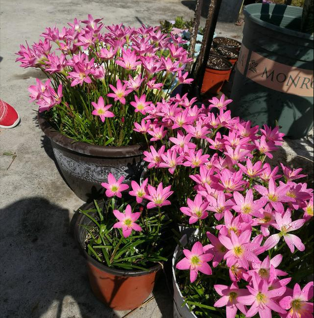 5种漂亮花，开花“太泼辣”，夏天扔外面，一淋雨，就爆花