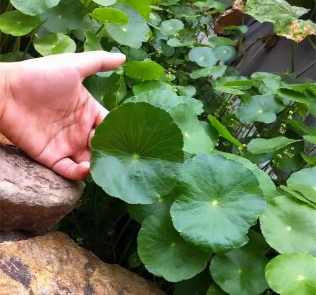 5种漂亮花，开花“太泼辣”，夏天扔外面，一淋雨，就爆花