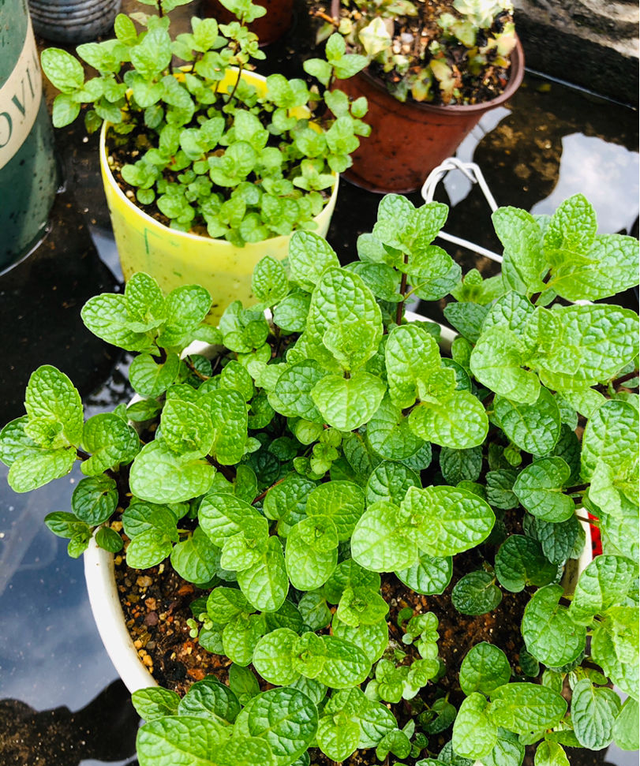 5种漂亮花，开花“太泼辣”，夏天扔外面，一淋雨，就爆花