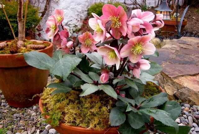 雨雪天冻不死的8种花，越冷越开花，冬天养一盆，喜庆又漂亮