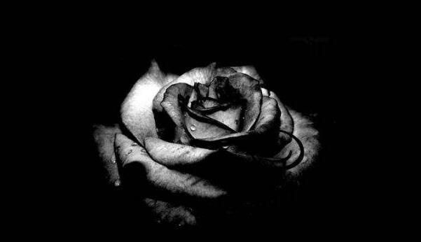 黑玫瑰的花语是什么,温柔真心送给你