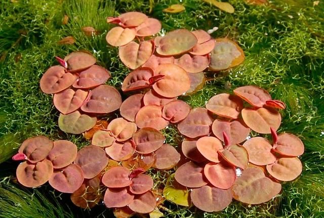 6种翠绿的浮水植物，是特容易养好的水生植物，基本是有水就能活