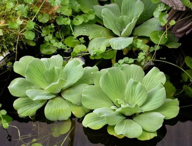 6种翠绿的浮水植物，是特容易养好的水生植物，基本是有水就能活